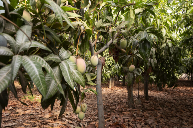 Mango-trees