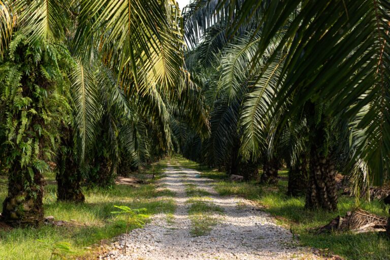 A palm tree plantation in South East Asia, The trees are used for Palm Oil production.